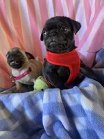 Boy , a male Pug for sale in Riverside, CA – 3 of 5