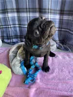 Shadow , a male Pug for sale in Riverside, CA – 2 of 10