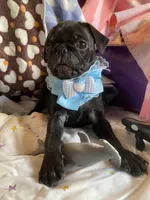 Bowie, a male Pug for sale in Riverside, CA – 7 of 8