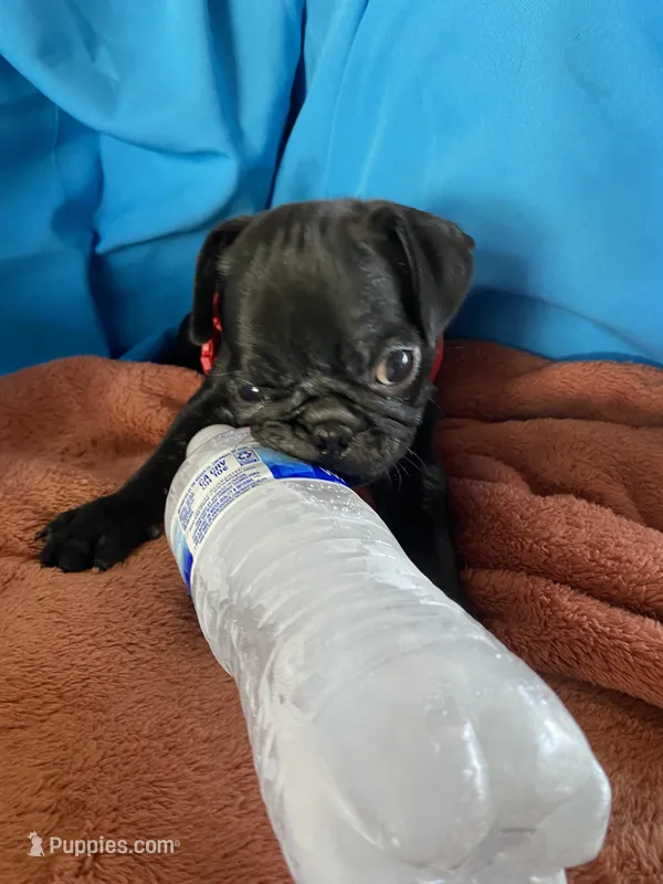 Speed – Pug puppy for sale in Riverside, CA