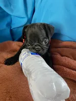 Speed, a male Pug for sale in Riverside, CA – 1 of 6