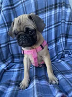 Jenny, a female Pug for sale in Riverside, CA – 2 of 8