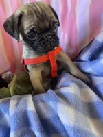 Puppy 1 , a male Pug for sale in Riverside, CA – 3 of 7