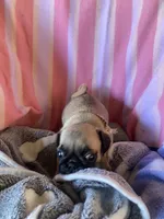 Missy , a female Pug for sale in Riverside, CA – 3 of 7