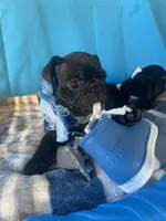 Boy puppy3, a male Pug for sale in Riverside, CA – 3 of 7