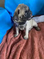 Yoda , a male Pug for sale in Riverside, CA – 6 of 6