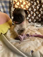 Lola, a female Pug for sale in Riverside, CA – 5 of 10