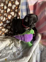 Bolt, a male Pug for sale in Riverside, CA – 6 of 7
