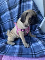 Jenny, a female Pug for sale in Riverside, CA – 8 of 8