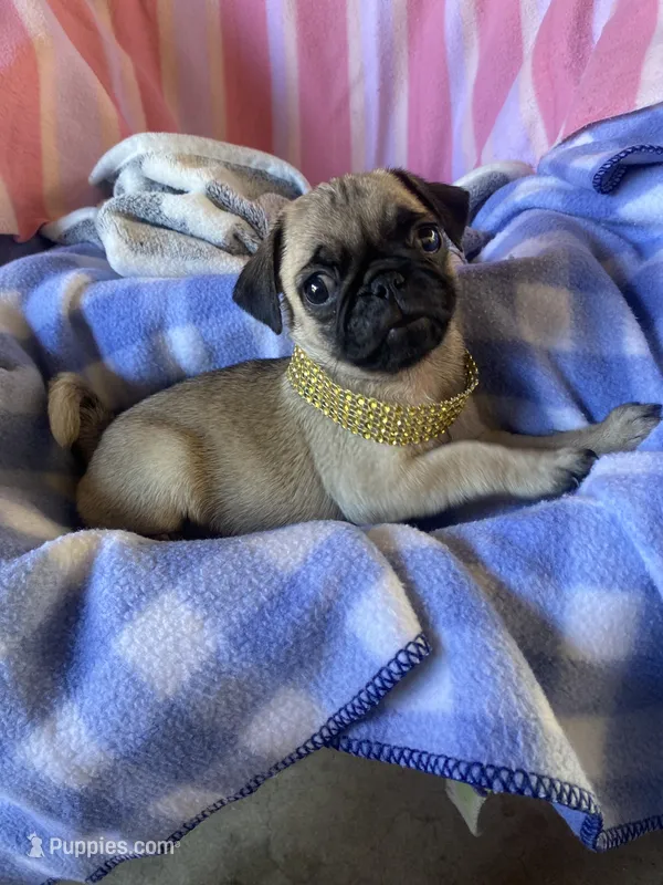 Missy  – Pug puppy for sale in Riverside, CA
