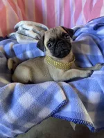 Missy , a female Pug for sale in Riverside, CA – 1 of 7
