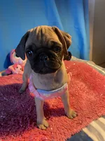 Girl puppy2, a female Pug for sale in Riverside, CA – 4 of 8
