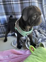 Buddy , a male Pug for sale in Riverside, CA – 6 of 7