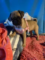 Girl puppy2, a female Pug for sale in Riverside, CA – 2 of 8