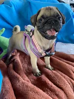 Julie, a female Pug for sale in Riverside, CA – 4 of 6