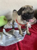 Last fawn boy puppy , a male Pug for sale in Riverside, CA – 7 of 7