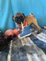 Boy puppy , a male Pug for sale in Riverside, CA – 5 of 6