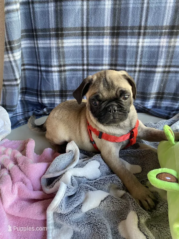 Milo  – Pug puppy for sale in Riverside, CA