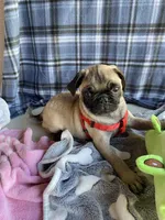 Milo , a male Pug for sale in Riverside, CA – 1 of 7
