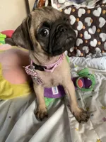 Girl pup, a female Pug for sale in Riverside, CA – 7 of 7
