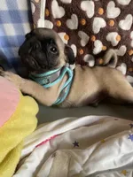 Dodger, a male Pug for sale in Riverside, CA – 4 of 6