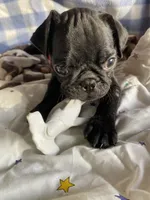 Bolt, a male Pug for sale in Riverside, CA – 4 of 7