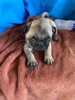 Yoda , a male Pug for sale in Riverside, CA – 4 of 6