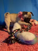 Girl puppy, a female Pug for sale in Riverside, CA – 7 of 8