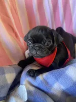 Blue , a male Pug for sale in Riverside, CA – 4 of 8