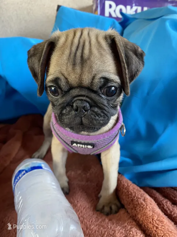 Julie – Pug puppy for sale in Riverside, CA