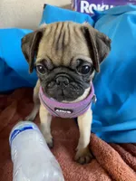 Julie, a female Pug for sale in Riverside, CA – 1 of 6