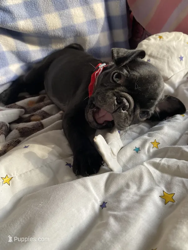 Bolt – Pug puppy for sale in Riverside, CA