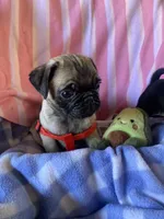 Puppy 1 , a male Pug for sale in Riverside, CA – 4 of 7
