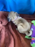 Kie, a female Pug for sale in Riverside, CA – 2 of 6