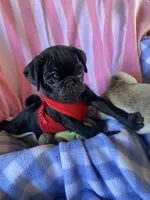 Blue , a male Pug for sale in Riverside, CA – 8 of 8