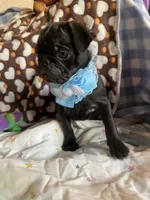 Bowie, a male Pug for sale in Riverside, CA – 6 of 8