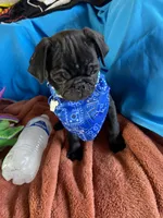 Zorro , a male Pug for sale in Riverside, CA – 6 of 6
