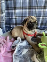 Milo , a male Pug for sale in Riverside, CA – 4 of 7