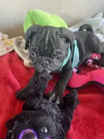Boy puppy , a male Pug for sale in Riverside, CA – 5 of 7