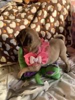 Jenny , a female Pug for sale in Riverside, CA – 9 of 10