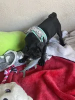 Boy puppy , a male Pug for sale in Riverside, CA – 2 of 7