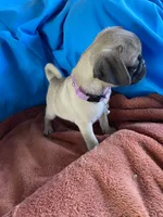Kie, a female Pug for sale in Riverside, CA – 4 of 6