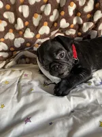Bolt, a male Pug for sale in Riverside, CA – 3 of 7