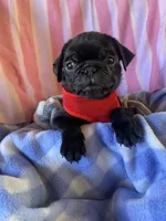 Blue , a male Pug for sale in Riverside, CA – 6 of 8