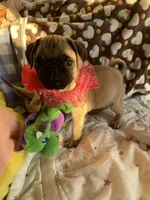 Jenny , a female Pug for sale in Riverside, CA – 3 of 10