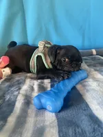 Boy puppy2, a male Pug for sale in Riverside, CA – 8 of 8