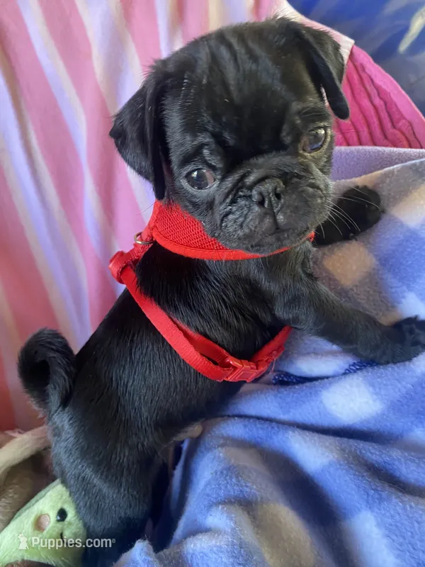 Blue  – Pug puppy for sale in Riverside, CA