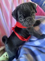 Blue , a male Pug for sale in Riverside, CA – 1 of 8