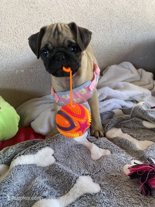 Last girl puppy , a female Pug for sale in Riverside, CA – 1 of 6