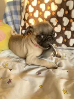 Lola, a female Pug for sale in Riverside, CA – 8 of 10